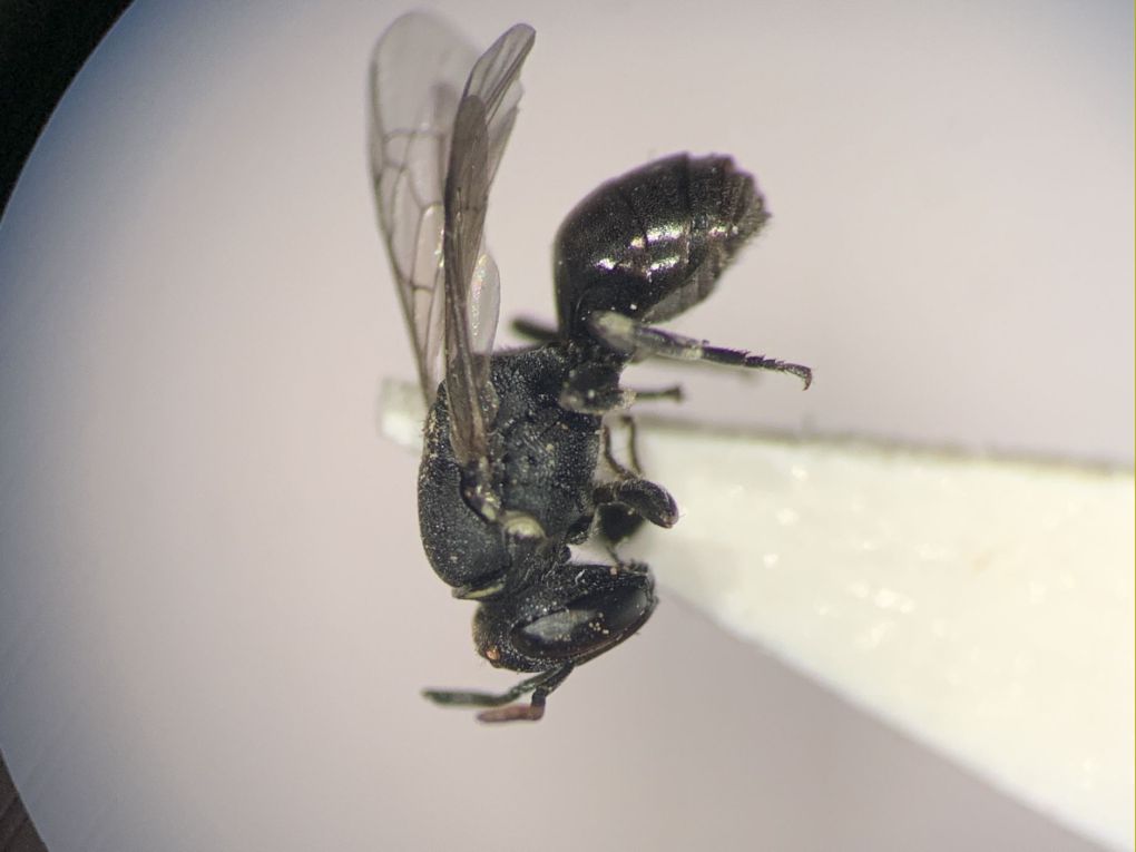 Imenotteri svernanti in galle: Brachymeria sp. (Chalcididoidea) e Hylaeus sp. (Apidae)
